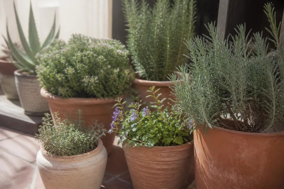 Macetas agrupadas con plantas mediterráneas en una terraza soleada